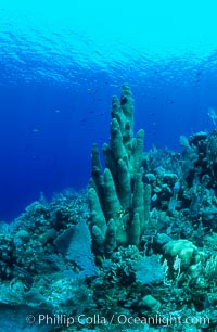 Pillar coral, Dendrogyra cylindrus, Roatan