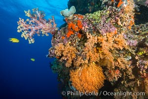Dendronephthya and Chironephthya Soft Corals on South Pacific Reef, Fiji, Chironephthya, Dendronephthya, Vatu I Ra Passage, Bligh Waters, Viti Levu  Island