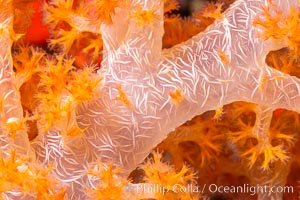 Dendronephthya soft coral detail including polyps and calcium carbonate spicules, Fiji, Dendronephthya, Namena Marine Reserve, Namena Island