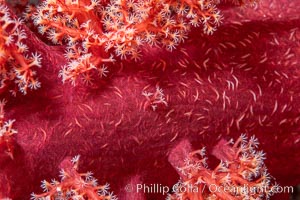 Dendronephthya soft coral detail including polyps and calcium carbonate spicules, Fiji, Dendronephthya, Namena Marine Reserve, Namena Island