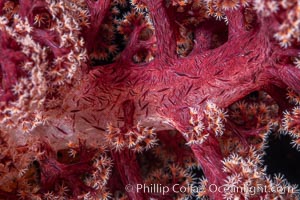 Dendronephthya soft coral detail including polyps and calcium carbonate spicules, Fiji, Dendronephthya, Namena Marine Reserve, Namena Island