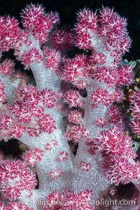 Dendronephthya soft coral detail including polyps and calcium carbonate spicules, Fiji, Dendronephthya, Makogai Island, Lomaiviti Archipelago