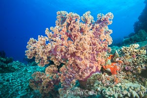 A Large Dendronephthya Soft Coral extends into ocean currents to grasp passing planktonic food, Fiji, Dendronephthya, Vatu I Ra Passage, Bligh Waters, Viti Levu  Island