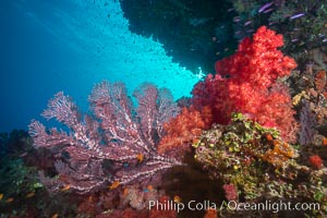 Dendronephthya soft corals and alcyonacea gorgonian sea fans, on pristine south Pacific coral reef, Fiji, Dendronephthya, Gorgonacea, Namena Marine Reserve, Namena Island