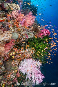 Colorful Dendronephthya soft corals and schooling Anthias fish on coral reef, Fiji, Dendronephthya, Pseudanthias, Tubastrea micrantha, Vatu I Ra Passage, Bligh Waters, Viti Levu  Island