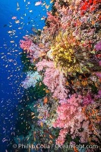 Colorful Dendronephthya soft corals and schooling Anthias fish on coral reef, Fiji, Crinoidea, Dendronephthya, Pseudanthias, Vatu I Ra Passage, Bligh Waters, Viti Levu  Island