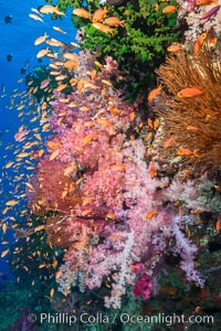 Vibrant Dendronephthya soft corals, green fan coral and schooling Anthias fish on coral reef, Fiji, Dendronephthya, Pseudanthias, Tubastrea micrantha, Vatu I Ra Passage, Bligh Waters, Viti Levu  Island