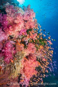 Vibrant Dendronephthya soft corals, green fan coral and schooling Anthias fish on coral reef, Fiji, Dendronephthya, Pseudanthias, Tubastrea micrantha, Vatu I Ra Passage, Bligh Waters, Viti Levu  Island
