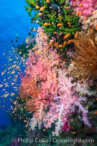 Vibrant Dendronephthya soft corals, green fan coral and schooling Anthias fish on coral reef, Fiji, Dendronephthya, Pseudanthias, Vatu I Ra Passage, Bligh Waters, Viti Levu  Island