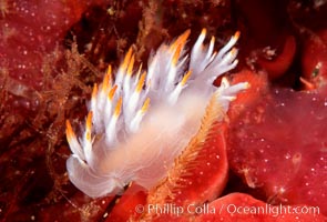 Nudibranch, Dendronotus albus, San Miguel Island