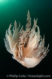 Dendronotus iris swimming nudibranch, Browning Pass, Vancouver Island, Dendronotus iris