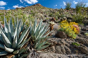Desert agave, brittlebush and various cacti and wildflowers color the sides of Glorietta Canyon.  Heavy winter rains led to a historic springtime bloom in 2005, carpeting the entire desert in vegetation and color for months, Agave deserti, Encelia farinosa, Anza-Borrego Desert State Park, Borrego Springs, California
