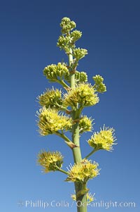 Desert agave, also known as the Century Plant, blooms in spring in Anza-Borrego Desert State Park. Desert agave is the only agave species to be found on the rocky slopes and flats bordering the Coachella Valley. It occurs over a wide range of elevations from 500 to over 4,000.  It is called century plant in reference to the amount of time it takes it to bloom. This can be anywhere from 5 to 20 years. They send up towering flower stalks that can approach 15 feet in height. Sending up this tremendous display attracts a variety of pollinators including bats, hummingbirds, bees, moths and other insects and nectar-eating birds, Agave deserti