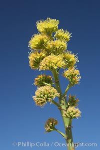 Desert agave, also known as the Century Plant, blooms in spring in Anza-Borrego Desert State Park. Desert agave is the only agave species to be found on the rocky slopes and flats bordering the Coachella Valley. It occurs over a wide range of elevations from 500 to over 4,000.  It is called century plant in reference to the amount of time it takes it to bloom. This can be anywhere from 5 to 20 years. They send up towering flower stalks that can approach 15 feet in height. Sending up this tremendous display attracts a variety of pollinators including bats, hummingbirds, bees, moths and other insects and nectar-eating birds, Agave deserti