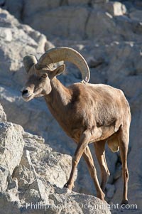 Desert bighorn sheep, male ram.  The desert bighorn sheep occupies dry, rocky mountain ranges in the Mojave and Sonoran desert regions of California, Nevada and Mexico.  The desert bighorn sheep is highly endangered in the United States, having a population of only about 4000 individuals, and is under survival pressure due to habitat loss, disease, over-hunting, competition with livestock, and human encroachment, Ovis canadensis nelsoni