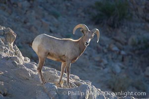 Desert bighorn sheep, young/immature male ram.  The desert bighorn sheep occupies dry, rocky mountain ranges in the Mojave and Sonoran desert regions of California, Nevada and Mexico.  The desert bighorn sheep is highly endangered in the United States, having a population of only about 4000 individuals, and is under survival pressure due to habitat loss, disease, over-hunting, competition with livestock, and human encroachment, Ovis canadensis nelsoni