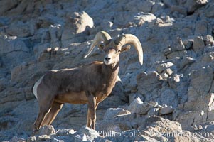 Desert bighorn sheep, male ram.  The desert bighorn sheep occupies dry, rocky mountain ranges in the Mojave and Sonoran desert regions of California, Nevada and Mexico.  The desert bighorn sheep is highly endangered in the United States, having a population of only about 4000 individuals, and is under survival pressure due to habitat loss, disease, over-hunting, competition with livestock, and human encroachment, Ovis canadensis nelsoni