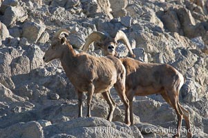 Desert bighorn sheep, male ram and female ewe.  The desert bighorn sheep occupies dry, rocky mountain ranges in the Mojave and Sonoran desert regions of California, Nevada and Mexico.  The desert bighorn sheep is highly endangered in the United States, having a population of only about 4000 individuals, and is under survival pressure due to habitat loss, disease, over-hunting, competition with livestock, and human encroachment, Ovis canadensis nelsoni