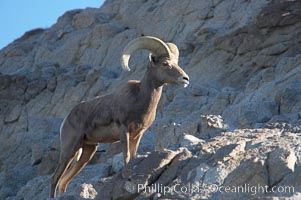 Desert bighorn sheep, male ram.  The desert bighorn sheep occupies dry, rocky mountain ranges in the Mojave and Sonoran desert regions of California, Nevada and Mexico.  The desert bighorn sheep is highly endangered in the United States, having a population of only about 4000 individuals, and is under survival pressure due to habitat loss, disease, over-hunting, competition with livestock, and human encroachment, Ovis canadensis nelsoni