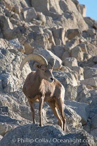 Desert bighorn sheep, male ram.  The desert bighorn sheep occupies dry, rocky mountain ranges in the Mojave and Sonoran desert regions of California, Nevada and Mexico.  The desert bighorn sheep is highly endangered in the United States, having a population of only about 4000 individuals, and is under survival pressure due to habitat loss, disease, over-hunting, competition with livestock, and human encroachment, Ovis canadensis nelsoni