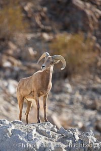 Desert bighorn sheep.  The desert bighorn sheep occupies dry, rocky mountain ranges in the Mojave and Sonoran desert regions of California, Nevada and Mexico.  The desert bighorn sheep is highly endangered in the United States, having a population of only about 4000 individuals, and is under survival pressure due to habitat loss, disease, over-hunting, competition with livestock, and human encroachment, Ovis canadensis nelsoni