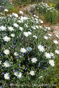 Desert chicory in spring bloom, Glorietta Canyon.  Heavy winter rains led to a historic springtime bloom in 2005, carpeting the entire desert in vegetation and color for months, Rafinesquia neomexicana, Anza-Borrego Desert State Park, Borrego Springs, California