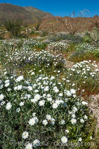 Desert chicory in spring bloom, Glorietta Canyon.  Heavy winter rains led to a historic springtime bloom in 2005, carpeting the entire desert in vegetation and color for months, Rafinesquia neomexicana, Anza-Borrego Desert State Park, Borrego Springs, California