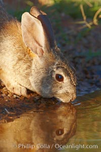 Desert cottontail, or Audubon's cottontail rabbit, Sylvilagus audubonii, Amado, Arizona