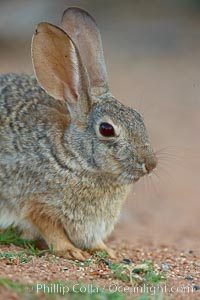 Desert cottontail, or Audubon's cottontail rabbit, Sylvilagus audubonii, Amado, Arizona