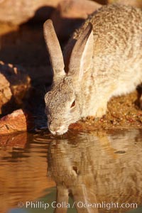 Desert cottontail, or Audubon's cottontail rabbit, Sylvilagus audubonii, Amado, Arizona