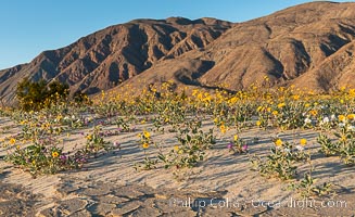 Desert Gold Wildflowers Spring Bloom in Anza-Borrego, Abronia villosa, Geraea canescens, Anza-Borrego Desert State Park, Borrego Springs, California