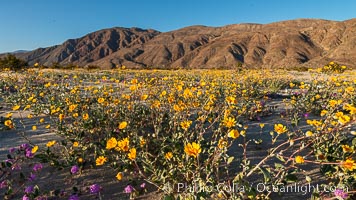 Desert Gold Wildflowers Spring Bloom in Anza-Borrego, Geraea canescens, Anza-Borrego Desert State Park, Borrego Springs, California