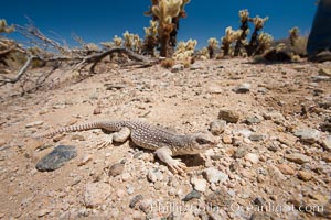 Desert iguana, one of the most common lizards of the Sonoran and Mojave deserts of the southwestern United States and northwestern Mexico, Dipsosaurus dorsalis, Joshua Tree National Park, California