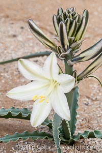 Desert Lily Photo, Desert Lily photos, Natural History Photography