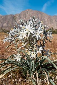 Desert Lily Blooming in Anza Borrego Desert State Park. While the Desert Lily is typically an uncommon or rare flower, in Spring 2024 it was present in enormous numbers. 2024 was the Year of the Desert Lily, Hesperocallis undulata, Anza-Borrego Desert State Park, Borrego Springs, California