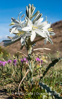 Desert Lily Blooming in Anza Borrego Desert State Park. While the Desert Lily is typically an uncommon or rare flower, in Spring 2024 it was present in enormous numbers. 2024 was the Year of the Desert Lily, Hesperocallis undulata, Anza-Borrego Desert State Park, Borrego Springs, California