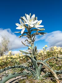 Desert Lily Blooming in Anza Borrego Desert State Park. While the Desert Lily is typically an uncommon or rare flower, in Spring 2024 it was present in enormous numbers. 2024 was the Year of the Desert Lily, Hesperocallis undulata, Anza-Borrego Desert State Park, Borrego Springs, California