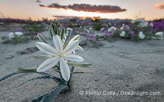 Desert Lily Blooming in Anza Borrego Desert State Park. While the Desert Lily is typically an uncommon or rare flower, in Spring 2024 it was present in enormous numbers. 2024 was the Year of the Desert Lily, Hesperocallis undulata, Anza-Borrego Desert State Park, Borrego Springs, California