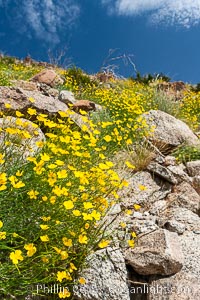 Clusters of desert poppy climb the steep sides of the Borrego Valley. Heavy winter rains led to a historic springtime bloom in 2005, carpeting the entire desert in vegetation and color for months, Eschscholzia parishii, Anza-Borrego Desert State Park, Borrego Springs, California