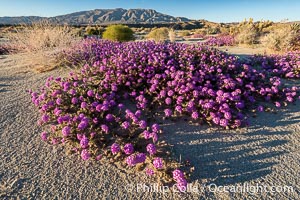 Desert Sand Verbena in June Wash During Unusual Winter Bloom in January, fall monsoon rains led to a very unusual winter bloom in December and January in Anza Borrego Desert State Park in 2022/2023, Anza-Borrego Desert State Park, Borrego Springs, California