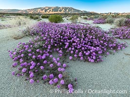 Desert Sand Verbena in June Wash During Unusual Winter Bloom in January, fall monsoon rains led to a very unusual winter bloom in December and January in Anza Borrego Desert State Park in 2022/2023, Anza-Borrego Desert State Park, Borrego Springs, California