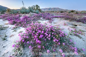 Desert Sand Verbena in June Wash During Unusual Winter Bloom in January, fall monsoon rains led to a very unusual winter bloom in December and January in Anza Borrego Desert State Park in 2022/2023, Anza-Borrego Desert State Park, Borrego Springs, California
