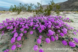 Desert Sand Verbena near Henderson Canyon Road During Unusual Winter Bloom in January, fall monsoon rains led to a very unusual winter bloom in December and January in Anza Borrego Desert State Park in 2022/2023, Anza-Borrego Desert State Park, Borrego Springs, California