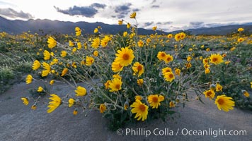 Desert Sunflower Blooming Across Anza Borrego Desert State Park, Geraea canescens, Anza-Borrego Desert State Park, Borrego Springs, California