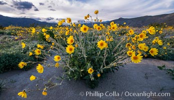 Desert Sunflower Blooming Across Anza Borrego Desert State Park, Geraea canescens, Anza-Borrego Desert State Park, Borrego Springs, California