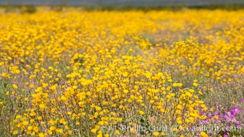 Desert Sunflower Blooming Across Anza Borrego Desert State Park, Geraea canescens, Anza-Borrego Desert State Park, Borrego Springs, California