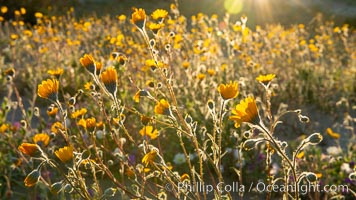 Desert Sunflower Blooming Across Anza Borrego Desert State Park, Geraea canescens, Anza-Borrego Desert State Park, Borrego Springs, California