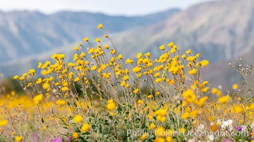 Desert Sunflower Blooming Across Anza Borrego Desert State Park, Geraea canescens, Anza-Borrego Desert State Park, Borrego Springs, California