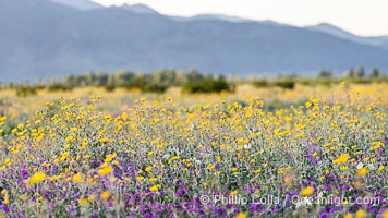 Desert Sunflower Blooming Anza Borrego Desert State Park, Geraea canescens, Anza-Borrego Desert State Park, Borrego Springs, California