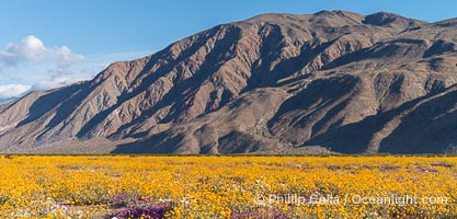 Desert Sunflower Blooming at Anza Borrego Desert State Park, Spring 2024, Geraea canescens, Anza-Borrego Desert State Park, Borrego Springs, California